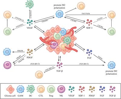 The role of angiogenic growth factors in the immune microenvironment of glioma